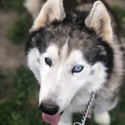 Husky Mix
