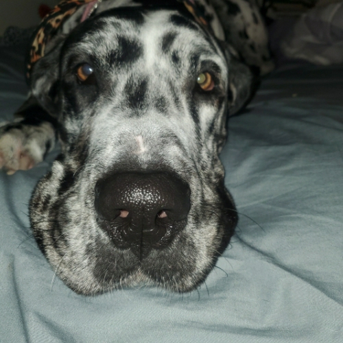 King Charles Spaniel Mix