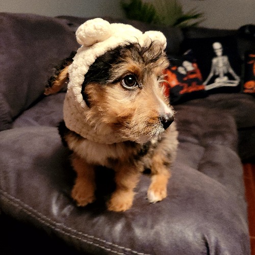 Sir Remington Wigglebottom