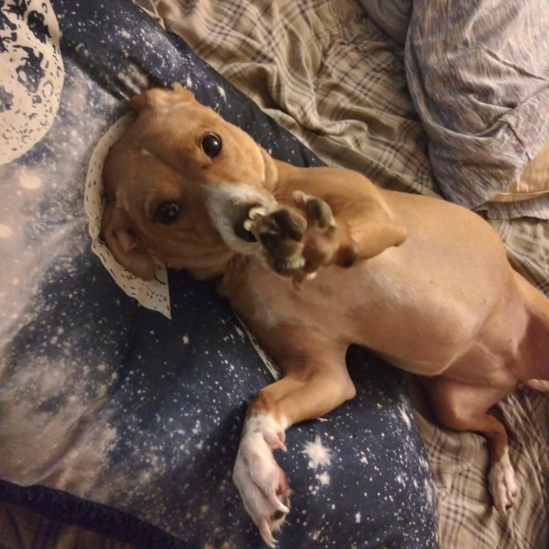 Basenji Mix Dog Breed - The Cutest Basenji Mix Photos, image size:1080x1080