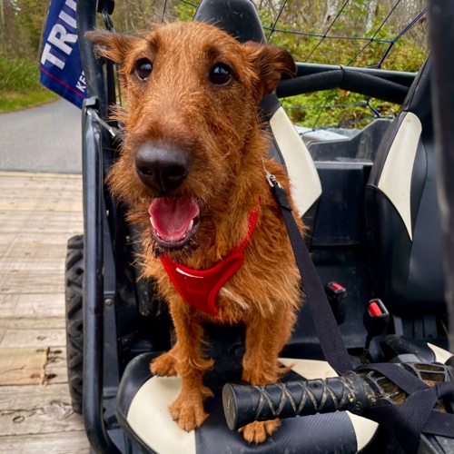 Irish Terrier