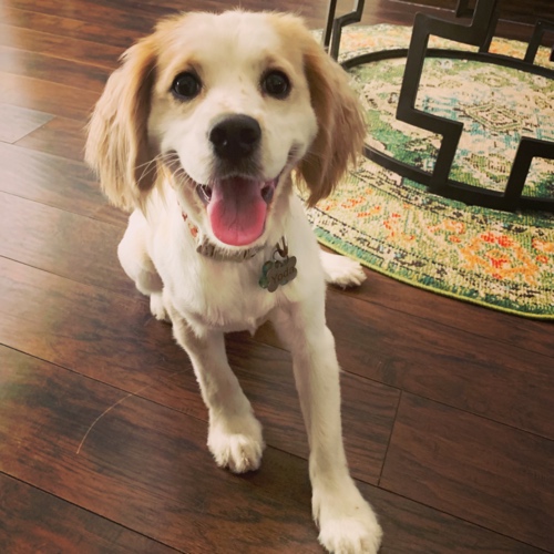Cocker Spaniel Mix