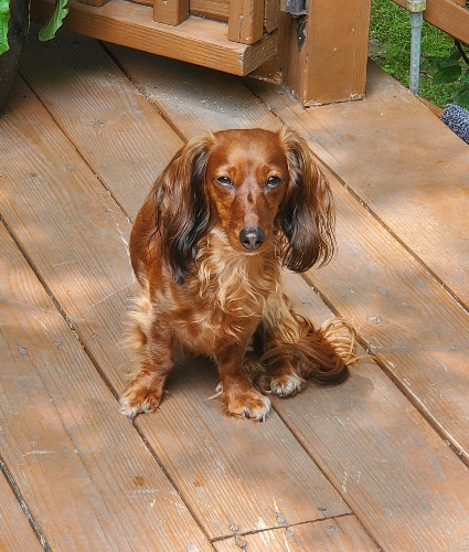 Dachshund doodle store