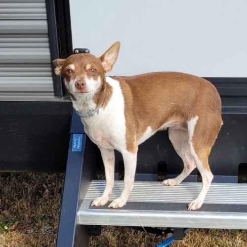Miniature Rat Terrier Mix