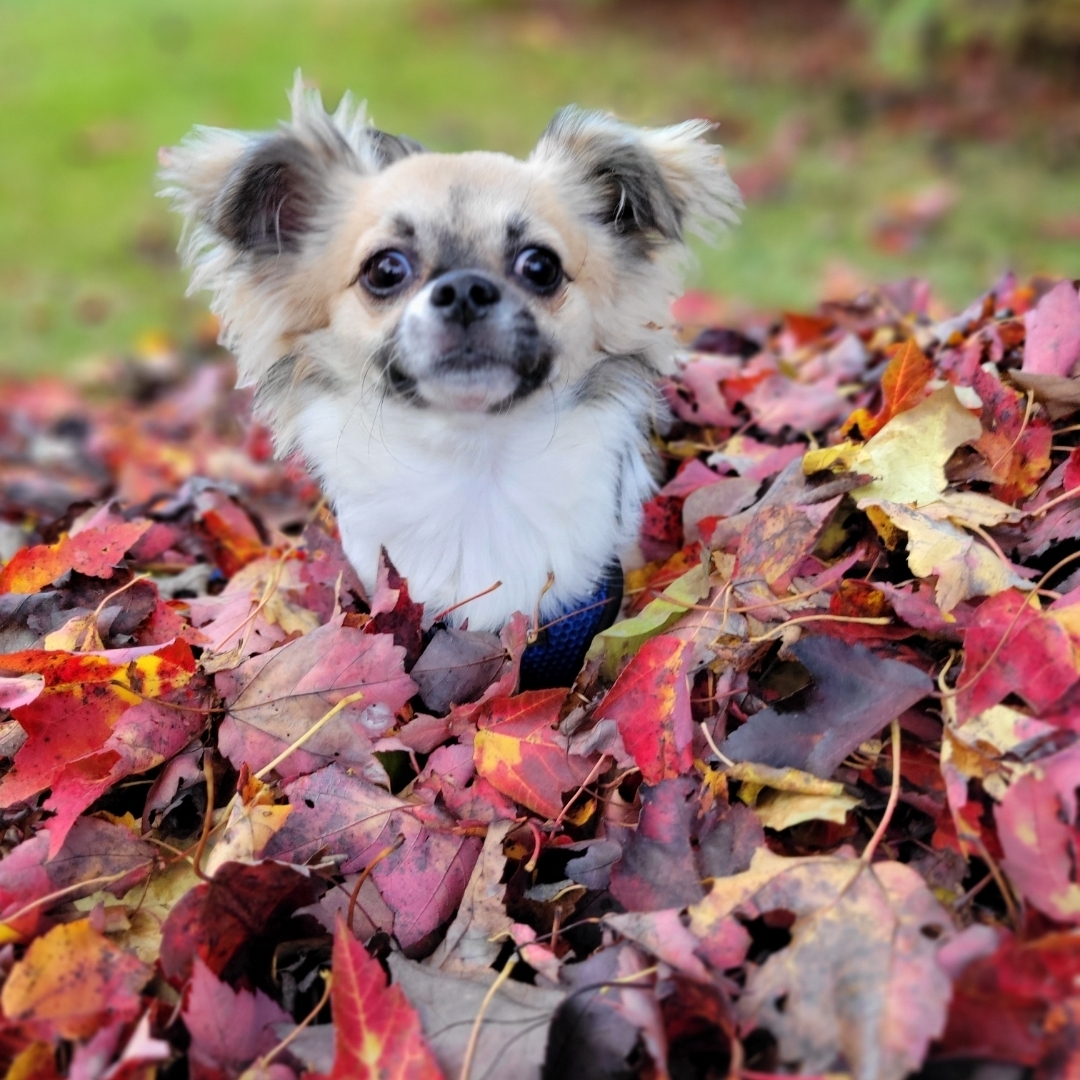 Long Haired Chihuahua Mix Dog Breed The Cutest Long Haired Chihuahua