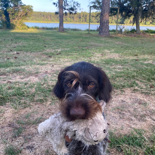 Wirehaired Pointer Griffon