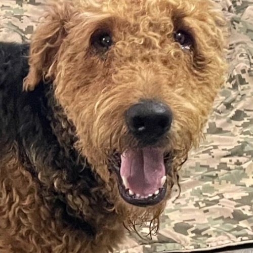 Airedale terrier and sales poodle mix