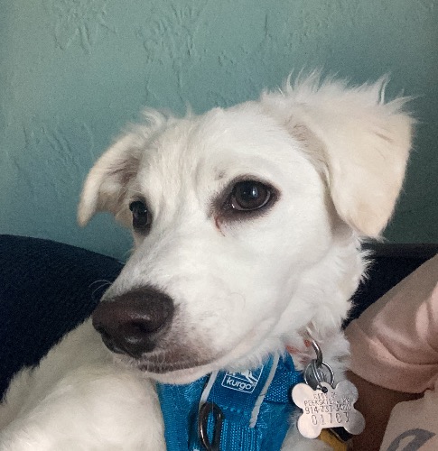 Australian Silky Terrier Mix