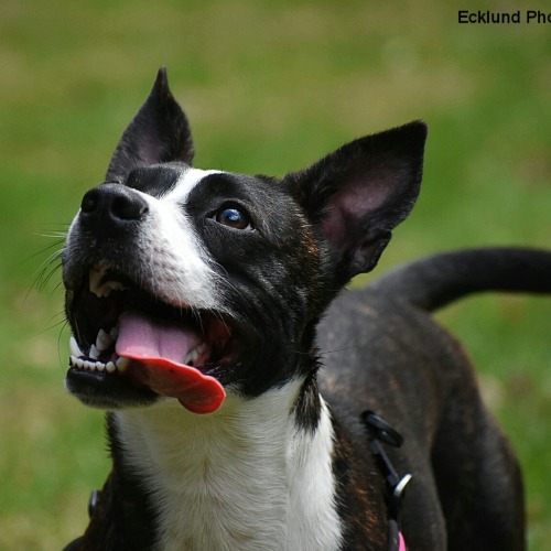 what is a boston terrier mixed with