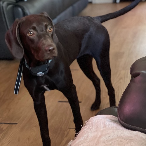 Chocolate Labrador Dog Breed - The Cutest Chocolate Labrador Mix Photos