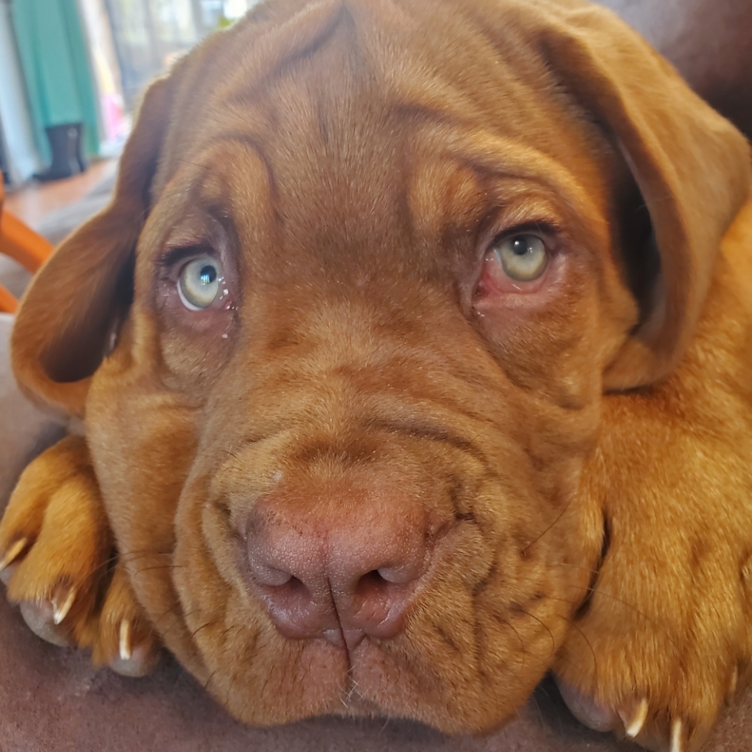 Dogue De Bordeaux Mix Dog Breed The Cutest Dogue De Bordeaux Mix Photos