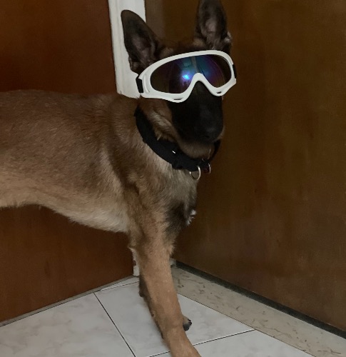 Jake