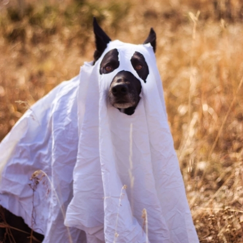 Australian Kelpie Mix