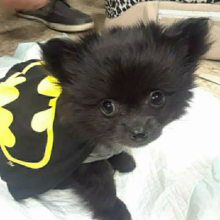 Pomchi Mix Dog Breed - The Cutest Pomchi Mix Photos