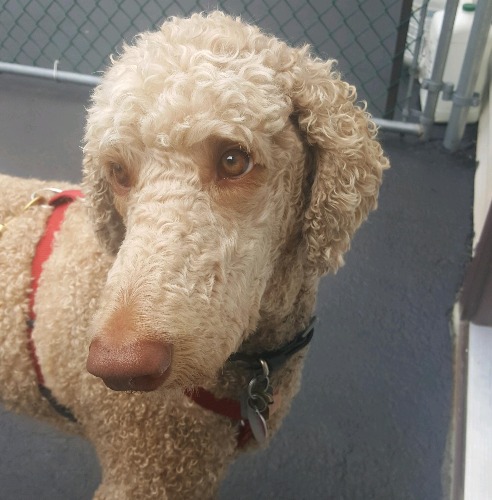 Baxter Montgomery Reed