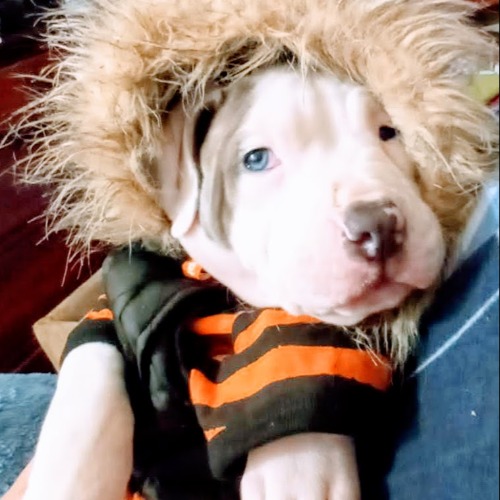 Staffordshire Terrier