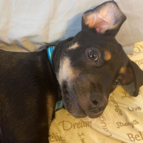 Doberman Pinscher Mix