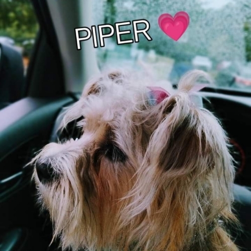 Piper
