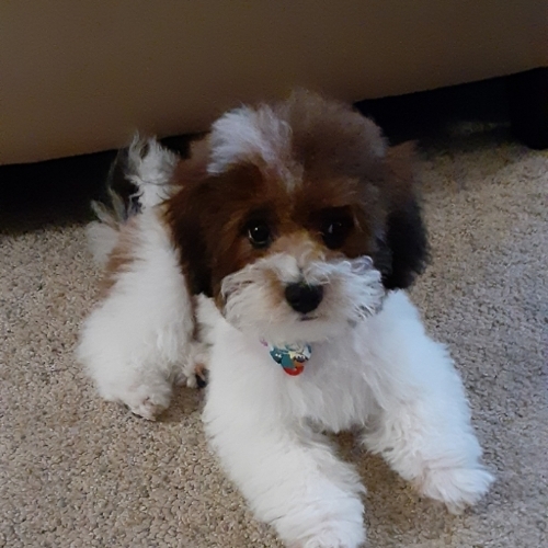 Shihpoo Mix Dog Breed - The Cutest Shihpoo Mix Photos