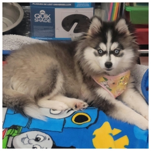 Pomsky