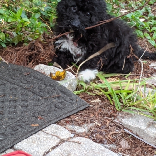 Portuguese Water Dog