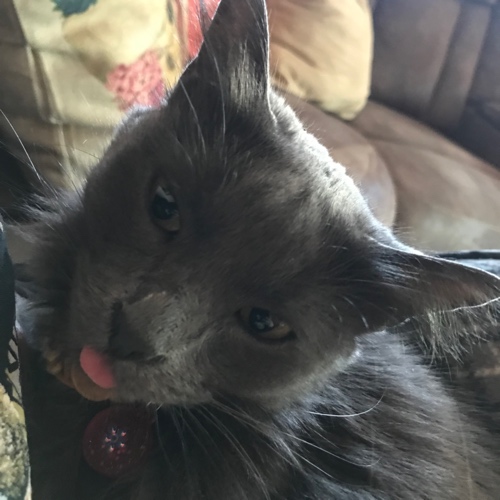 Nebelung