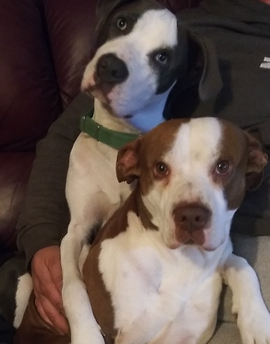 Bolo& Buster