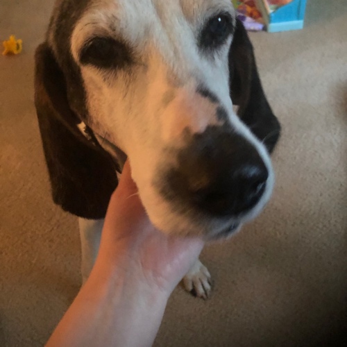 Treeing Walker Coonhound