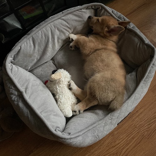 Pembroke Welsh Corgi Mix