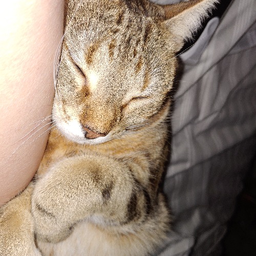 Rascal, Cinnamon, and Half Pint