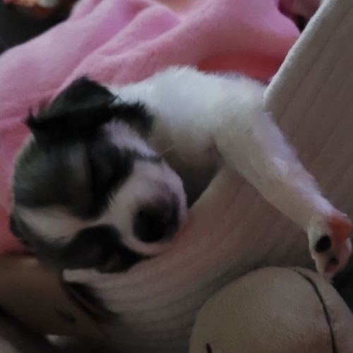 Rosie Love Benavides