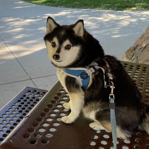 what is a alaskan klee kai mixed with