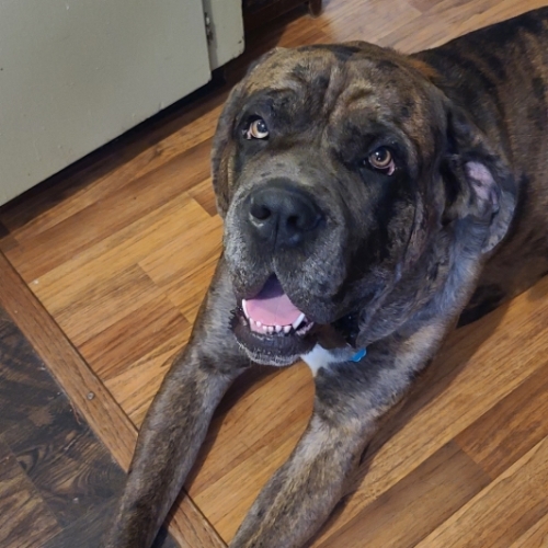 Neopolitan Mastiff