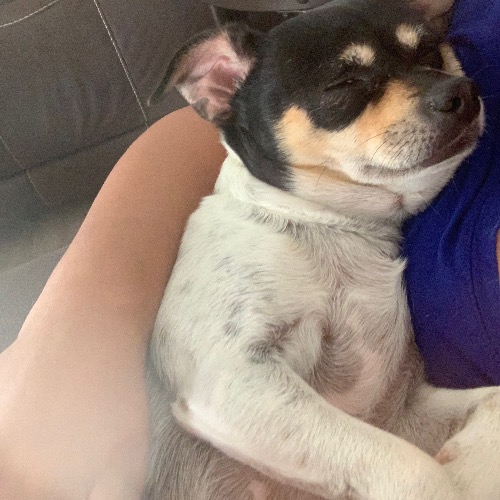 Glen of Imaal Terrier