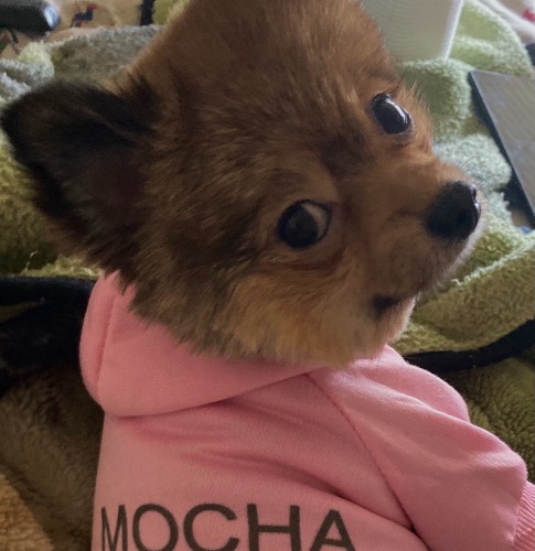 Mocha
