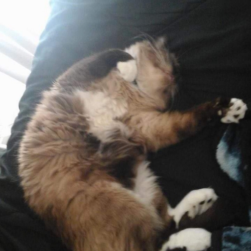 Mr bojangles aka bobo