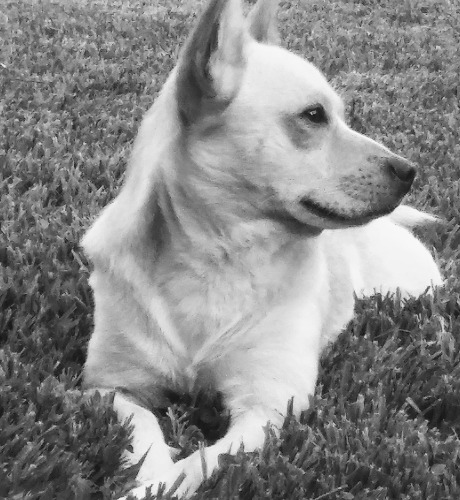 Miniature Rat Terrier Mix