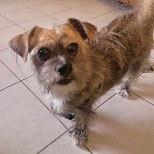 Norfolk terrier chihuahua sales mix