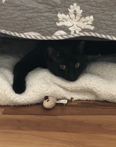 Rutherford And Hamlet