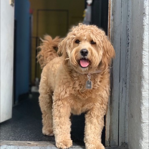 Cutest goldendoodle best sale