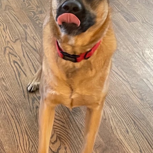 Belgian Malinois Mix