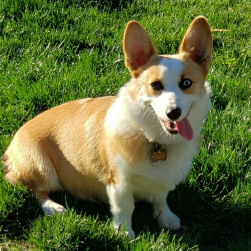 Princess Leia Pembroke