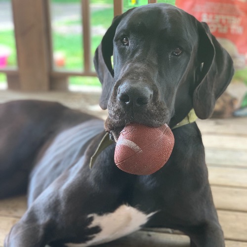 Nico he is a male Great Dane