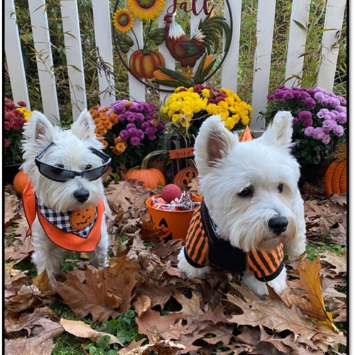 West Highland Terrier