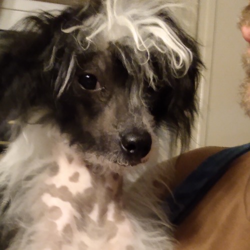 Chinese Crested