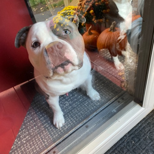 Baby Face Tortellini