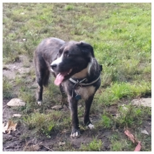 DOG  stands for daddy's only girl..