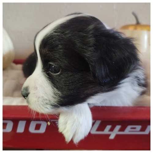 can I do more than one