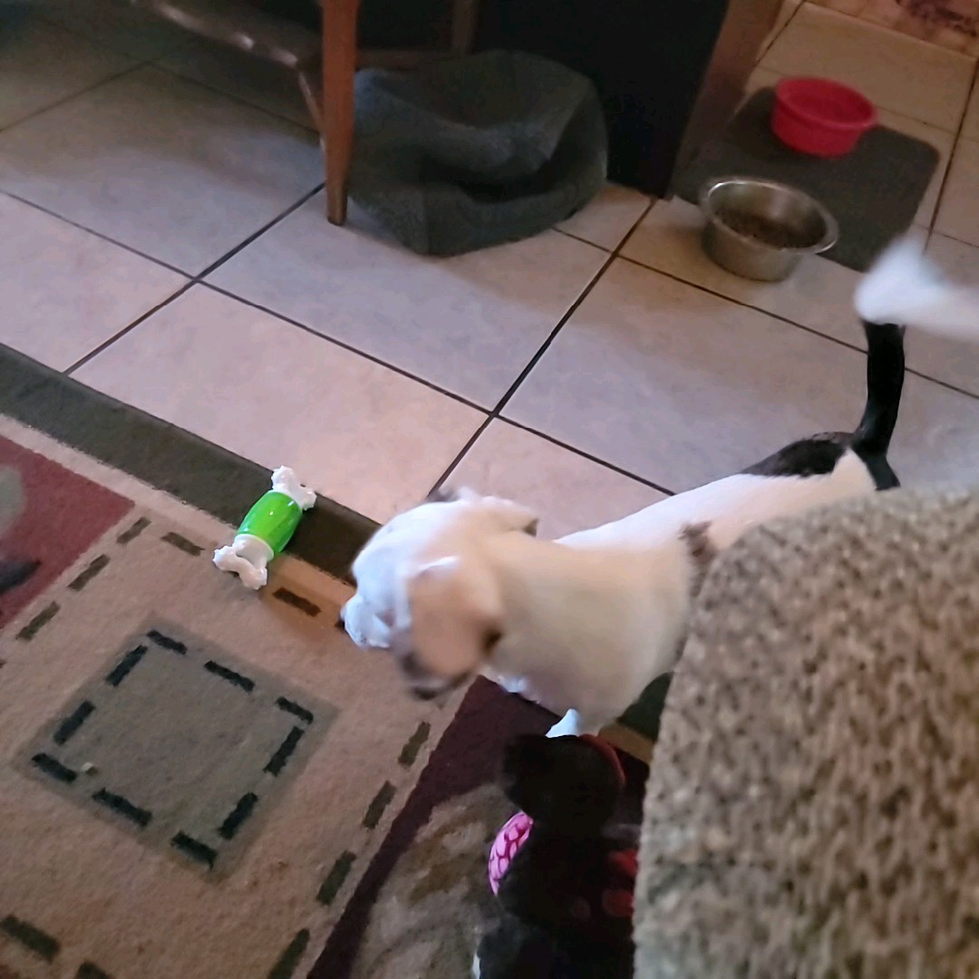 Long Haired Dachshund