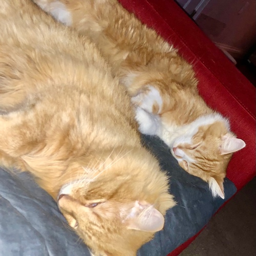 Norwegian Forest Cat